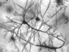 Pogled na neuronske mree